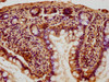 IHC image of CSB-PA883362OA01HU diluted at 1:100 and staining in paraffin-embedded human small intestine tissue performed on a Leica BondTM system. After dewaxing and hydration, antigen retrieval was mediated by high pressure in a citrate buffer (pH 6.0) . Section was blocked with 10% normal goat serum 30min at RT. Then primary antibody (1% BSA) was incubated at 4°C overnight. The primary is detected by a biotinylated secondary antibody and visualized using an HRP conjugated SP system.