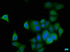 Immunofluorescence staining of Hela cells with CSB-PA011981LA01HU at 1:50, counter-stained with DAPI. The cells were fixed in 4% formaldehyde, permeabilized using 0.2% Triton X-100 and blocked in 10% normal Goat Serum. The cells were then incubated with the antibody overnight at 4°C. The secondary antibody was Alexa Fluor 488-congugated AffiniPure Goat Anti-Rabbit IgG (H+L) .