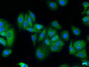 Immunofluorescence staining of HepG2 cells with CSB-PA026477LA01HU at 1:50, counter-stained with DAPI. The cells were fixed in 4% formaldehyde, permeabilized using 0.2% Triton X-100 and blocked in 10% normal Goat Serum. The cells were then incubated with the antibody overnight at 4°C. The secondary antibody was Alexa Fluor 488-congugated AffiniPure Goat Anti-Rabbit IgG (H+L) .