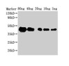 Western Blot<br />
 Positive WB detected in Recombinant protein<br />
 All lanes: ZIP1 antibody at 1:2000<br />
 Secondary<br />
 Goat polyclonal to rabbit IgG at 1/50000 dilution<br />
 Predicted band size: 29 kDa<br />
 Observed band size: 43 kDa<br />