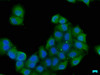 Immunofluorescence staining of Hela cells with CSB-PA007887LA01HU at 1:50, counter-stained with DAPI. The cells were fixed in 4% formaldehyde, permeabilized using 0.2% Triton X-100 and blocked in 10% normal Goat Serum. The cells were then incubated with the antibody overnight at 4°C. The secondary antibody was Alexa Fluor 488-congugated AffiniPure Goat Anti-Rabbit IgG (H+L) .