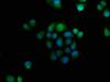 Immunofluorescence staining of Hela cells with CSB-PA009600LA01HU at 1:166, counter-stained with DAPI. The cells were fixed in 4% formaldehyde, permeabilized using 0.2% Triton X-100 and blocked in 10% normal Goat Serum. The cells were then incubated with the antibody overnight at 4°C. The secondary antibody was Alexa Fluor 488-congugated AffiniPure Goat Anti-Rabbit IgG (H+L) .