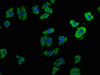 Immunofluorescence staining of HepG2 cells with CSB-PA017336OA01HU at 1:100, counter-stained with DAPI. The cells were fixed in 4% formaldehyde, permeabilized using 0.2% Triton X-100 and blocked in 10% normal Goat Serum. The cells were then incubated with the antibody overnight at 4°C. The secondary antibody was Alexa Fluor 488-congugated AffiniPure Goat Anti-Rabbit IgG (H+L) .