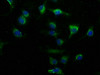 Immunofluorescence staining of U251 cells with CSB-PA018035LA01HU at 1:50, counter-stained with DAPI. The cells were fixed in 4% formaldehyde, permeabilized using 0.2% Triton X-100 and blocked in 10% normal Goat Serum. The cells were then incubated with the antibody overnight at 4°C. The secondary antibody was Alexa Fluor 488-congugated AffiniPure Goat Anti-Rabbit IgG (H+L) .