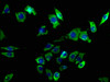 Immunofluorescence staining of SH-SY5Y cells with CSB-PA10468A0Rb at 1:50, counter-stained with DAPI. The cells were fixed in 4% formaldehyde, permeabilized using 0.2% Triton X-100 and blocked in 10% normal Goat Serum. The cells were then incubated with the antibody overnight at 4°C. The secondary antibody was Alexa Fluor 488-congugated AffiniPure Goat Anti-Rabbit IgG (H+L) .