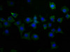 Immunofluorescence staining of SH-SY5Y cells with CSB-PA613519LA01HU at 1:50, counter-stained with DAPI. The cells were fixed in 4% formaldehyde, permeabilized using 0.2% Triton X-100 and blocked in 10% normal Goat Serum. The cells were then incubated with the antibody overnight at 4°C. The secondary antibody was Alexa Fluor 488-congugated AffiniPure Goat Anti-Rabbit IgG (H+L) .