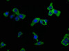 Immunofluorescence staining of HepG2 cells with CSB-PA811601LA01HU at 1:50, counter-stained with DAPI. The cells were fixed in 4% formaldehyde, permeabilized using 0.2% Triton X-100 and blocked in 10% normal Goat Serum. The cells were then incubated with the antibody overnight at 4°C. The secondary antibody was Alexa Fluor 488-congugated AffiniPure Goat Anti-Rabbit IgG (H+L) .