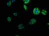 Immunofluorescence staining of HepG2 cells with CSB-PA818246LA01HU at 1:100, counter-stained with DAPI. The cells were fixed in 4% formaldehyde, permeabilized using 0.2% Triton X-100 and blocked in 10% normal Goat Serum. The cells were then incubated with the antibody overnight at 4°C. The secondary antibody was Alexa Fluor 488-congugated AffiniPure Goat Anti-Rabbit IgG (H+L) .