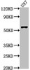 Western Blot<br />
 Positive WB detected in: U87 whole cell lysate<br />
 All lanes: RORB antibody at 1:1000<br />
 Secondary<br />
 Goat polyclonal to rabbit IgG at 1/50000 dilution<br />
 Predicted band size: 54, 53 kDa<br />
 Observed band size: 54 kDa<br />