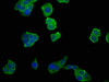 Immunofluorescence staining of PC-3 cells with CSB-PA850809LA01HU at 1:50, counter-stained with DAPI. The cells were fixed in 4% formaldehyde, permeabilized using 0.2% Triton X-100 and blocked in 10% normal Goat Serum. The cells were then incubated with the antibody overnight at 4°C. The secondary antibody was Alexa Fluor 488-congugated AffiniPure Goat Anti-Rabbit IgG (H+L) .