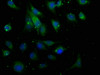 Immunofluorescence staining of U251 cells with CSB-PA854076LA01HU at 1:50, counter-stained with DAPI. The cells were fixed in 4% formaldehyde, permeabilized using 0.2% Triton X-100 and blocked in 10% normal Goat Serum. The cells were then incubated with the antibody overnight at 4°C. The secondary antibody was Alexa Fluor 488-congugated AffiniPure Goat Anti-Rabbit IgG (H+L) .