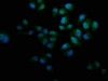Immunofluorescence staining of Hela cells with CSB-PA859510LA01HU at 1:133, counter-stained with DAPI. The cells were fixed in 4% formaldehyde, permeabilized using 0.2% Triton X-100 and blocked in 10% normal Goat Serum. The cells were then incubated with the antibody overnight at 4°C. The secondary antibody was Alexa Fluor 488-congugated AffiniPure Goat Anti-Rabbit IgG (H+L) .