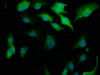 Immunofluorescence staining of U251 cells with CSB-PA864011LA01HU at 1:166, counter-stained with DAPI. The cells were fixed in 4% formaldehyde, permeabilized using 0.2% Triton X-100 and blocked in 10% normal Goat Serum. The cells were then incubated with the antibody overnight at 4°C. The secondary antibody was Alexa Fluor 488-congugated AffiniPure Goat Anti-Rabbit IgG (H+L) .
