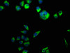 Immunofluorescence staining of Hela cells with CSB-PA871555LA01HU at 1:50, counter-stained with DAPI. The cells were fixed in 4% formaldehyde, permeabilized using 0.2% Triton X-100 and blocked in 10% normal Goat Serum. The cells were then incubated with the antibody overnight at 4°C. The secondary antibody was Alexa Fluor 488-congugated AffiniPure Goat Anti-Rabbit IgG (H+L) .