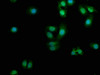 Immunofluorescence staining of HepG2 cells with CSB-PA872479LA01HU at 1:100, counter-stained with DAPI. The cells were fixed in 4% formaldehyde, permeabilized using 0.2% Triton X-100 and blocked in 10% normal Goat Serum. The cells were then incubated with the antibody overnight at 4°C. The secondary antibody was Alexa Fluor 488-congugated AffiniPure Goat Anti-Rabbit IgG (H+L) .