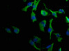 Immunofluorescence staining of U251 cells with CSB-PA873687LA01HU at 1:50, counter-stained with DAPI. The cells were fixed in 4% formaldehyde, permeabilized using 0.2% Triton X-100 and blocked in 10% normal Goat Serum. The cells were then incubated with the antibody overnight at 4°C. The secondary antibody was Alexa Fluor 488-congugated AffiniPure Goat Anti-Rabbit IgG (H+L) .