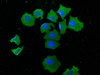 Immunofluorescence staining of A549 cells with CSB-PA883590LA01HU at 1:50, counter-stained with DAPI. The cells were fixed in 4% formaldehyde, permeabilized using 0.2% Triton X-100 and blocked in 10% normal Goat Serum. The cells were then incubated with the antibody overnight at 4°C. The secondary antibody was Alexa Fluor 488-congugated AffiniPure Goat Anti-Rabbit IgG (H+L) .