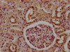 IHC image of CSB-PA883624LA01HU diluted at 1:100 and staining in paraffin-embedded human kidney tissue performed on a Leica BondTM system. After dewaxing and hydration, antigen retrieval was mediated by high pressure in a citrate buffer (pH 6.0) . Section was blocked with 10% normal goat serum 30min at RT. Then primary antibody (1% BSA) was incubated at 4°C overnight. The primary is detected by a biotinylated secondary antibody and visualized using an HRP conjugated SP system.