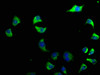 Immunofluorescence staining of A549 cells with CSB-PA883625OA01HU at 1:50, counter-stained with DAPI. The cells were fixed in 4% formaldehyde, permeabilized using 0.2% Triton X-100 and blocked in 10% normal Goat Serum. The cells were then incubated with the antibody overnight at 4°C. The secondary antibody was Alexa Fluor 488-congugated AffiniPure Goat Anti-Rabbit IgG (H+L) .