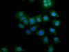 Immunofluorescence staining of A549 cells with CSB-PA896549LA01HU at 1:50, counter-stained with DAPI. The cells were fixed in 4% formaldehyde, permeabilized using 0.2% Triton X-100 and blocked in 10% normal Goat Serum. The cells were then incubated with the antibody overnight at 4°C. The secondary antibody was Alexa Fluor 488-congugated AffiniPure Goat Anti-Rabbit IgG (H+L) .