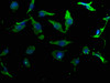 Immunofluorescence staining of U251 cells with CSB-PA015983OA01HU at 1:50, counter-stained with DAPI. The cells were fixed in 4% formaldehyde, permeabilized using 0.2% Triton X-100 and blocked in 10% normal Goat Serum. The cells were then incubated with the antibody overnight at 4°C. The secondary antibody was Alexa Fluor 488-congugated AffiniPure Goat Anti-Rabbit IgG (H+L) .