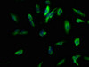 Immunofluorescence staining of U251 cells with CSB-PA878838LA01HU at 1:100, counter-stained with DAPI. The cells were fixed in 4% formaldehyde, permeabilized using 0.2% Triton X-100 and blocked in 10% normal Goat Serum. The cells were then incubated with the antibody overnight at 4°C. The secondary antibody was Alexa Fluor 488-congugated AffiniPure Goat Anti-Rabbit IgG (H+L) .