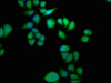 Immunofluorescence staining of Hela cells with CSB-PA878895LA01HU at 1:133, counter-stained with DAPI. The cells were fixed in 4% formaldehyde, permeabilized using 0.2% Triton X-100 and blocked in 10% normal Goat Serum. The cells were then incubated with the antibody overnight at 4°C. The secondary antibody was Alexa Fluor 488-congugated AffiniPure Goat Anti-Rabbit IgG (H+L) .