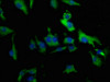 Immunofluorescence staining of U251 cells with CSB-PA023573HA01HU at 1:50, counter-stained with DAPI. The cells were fixed in 4% formaldehyde, permeabilized using 0.2% Triton X-100 and blocked in 10% normal Goat Serum. The cells were then incubated with the antibody overnight at 4°C. The secondary antibody was Alexa Fluor 488-congugated AffiniPure Goat Anti-Rabbit IgG (H+L) .