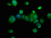 Immunofluorescence staining of MCF-7 cells with CSB-PA761499LA01HU at 1:133, counter-stained with DAPI. The cells were fixed in 4% formaldehyde, permeabilized using 0.2% Triton X-100 and blocked in 10% normal Goat Serum. The cells were then incubated with the antibody overnight at 4°C. The secondary antibody was Alexa Fluor 488-congugated AffiniPure Goat Anti-Rabbit IgG (H+L) .