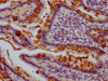IHC image of CSB-PA023433LA01HU diluted at 1:1000 and staining in paraffin-embedded human small intestine tissue performed on a Leica BondTM system. After dewaxing and hydration, antigen retrieval was mediated by high pressure in a citrate buffer (pH 6.0) . Section was blocked with 10% normal goat serum 30min at RT. Then primary antibody (1% BSA) was incubated at 4°C overnight. The primary is detected by a Goat anti-rabbit IgG polymer labeled by HRP and visualized using 0.05% DAB.