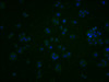 Immunofluorescence staining of PC3 cells with CSB-PA867147LA01HU at 1:200, counter-stained with DAPI. The cells were fixed in 4% formaldehyde and blocked in 10% normal Goat Serum. The cells were then incubated with the antibody overnight at 4°C. The secondary antibody was Alexa Fluor 488-congugated AffiniPure Goat Anti-Rabbit IgG (H+L) .