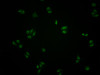Immunofluorescence staining of Hela cells with CSB-PA002277LA01HU at 1:100, counter-stained with DAPI. The cells were fixed in 4% formaldehyde and blocked in 10% normal Goat Serum. The cells were then incubated with the antibody overnight at 4°C. The secondary antibody was Alexa Fluor 488-congugated AffiniPure Goat Anti-Rabbit IgG (H+L) .