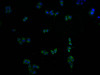 Immunofluorescence staining of Hela cells with CSB-PA892176HA01HU at 1:100, counter-stained with DAPI. The cells were fixed in 4% formaldehyde and blocked in 10% normal Goat Serum. The cells were then incubated with the antibody overnight at 4°C. The secondary antibody was Alexa Fluor 488-congugated AffiniPure Goat Anti-Rabbit IgG (H+L) .