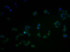 Immunofluorescence staining of Hela cells with CSB-PA892176HA11HU at 1:100, counter-stained with DAPI. The cells were fixed in 4% formaldehyde and blocked in 10% normal Goat Serum. The cells were then incubated with the antibody overnight at 4°C. The secondary antibody was Alexa Fluor 488-congugated AffiniPure Goat Anti-Rabbit IgG (H+L) .
