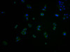Immunofluorescence staining of Hela cells with CSB-PA005074LA01HU at 1:100, counter-stained with DAPI. The cells were fixed in 4% formaldehyde and blocked in 10% normal Goat Serum. The cells were then incubated with the antibody overnight at 4°C. The secondary antibody was Alexa Fluor 488-congugated AffiniPure Goat Anti-Rabbit IgG (H+L) .