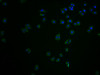 Immunofluorescence staining of HepG2 cells with CSB-PA005492LA11HU at 1:100, counter-stained with DAPI. The cells were fixed in 4% formaldehyde and blocked in 10% normal Goat Serum. The cells were then incubated with the antibody overnight at 4°C. The secondary antibody was Alexa Fluor 488-congugated AffiniPure Goat Anti-Rabbit IgG (H+L) .