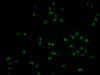 Immunofluorescence staining of SH-SY5Y cells with CSB-PA854107LA01HU at 1:100, counter-stained with DAPI. The cells were fixed in 4% formaldehyde and blocked in 10% normal Goat Serum. The cells were then incubated with the antibody overnight at 4°C. The secondary antibody was Alexa Fluor 488-congugated AffiniPure Goat Anti-Rabbit IgG (H+L) .