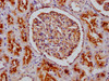 IHC image of CSB-PA014653LA01HU diluted at 1:100 and staining in paraffin-embedded human kidney tissue performed on a Leica BondTM system. After dewaxing and hydration, antigen retrieval was mediated by high pressure in a citrate buffer (pH 6.0) . Section was blocked with 10% normal goat serum 30min at RT. Then primary antibody (1% BSA) was incubated at 4°C overnight. The primary is detected by a Goat anti-rabbit polymer IgG labeled by HRP and visualized using 0.05% DAB.