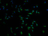 Immunofluorescence staining of MCF-7 cells with CSB-PA891537LA11HU at 1:100, counter-stained with DAPI. The cells were fixed in 4% formaldehyde and blocked in 10% normal Goat Serum. The cells were then incubated with the antibody overnight at 4°C. The secondary antibody was Alexa Fluor 488-congugated AffiniPure Goat Anti-Rabbit IgG (H+L) .