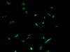 Immunofluorescence staining of SH-SY5Y cells with CSB-PA015686LA01HU at 1:100, counter-stained with DAPI. The cells were fixed in 4% formaldehyde and blocked in 10% normal Goat Serum. The cells were then incubated with the antibody overnight at 4°C. The secondary antibody was Alexa Fluor 488-congugated AffiniPure Goat Anti-Rabbit IgG (H+L) .