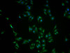 Immunofluorescence staining of HepG2 cells with CSB-PA614961LA01HU at 1:100, counter-stained with DAPI. The cells were fixed in 4% formaldehyde and blocked in 10% normal Goat Serum. The cells were then incubated with the antibody overnight at 4°C. The secondary antibody was Alexa Fluor 488-congugated AffiniPure Goat Anti-Rabbit IgG (H+L) .