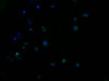 Immunofluorescence staining of HepG2 cells with CSB-PA848829LA01HU at 1:100, counter-stained with DAPI. The cells were fixed in 4% formaldehyde and blocked in 10% normal Goat Serum. The cells were then incubated with the antibody overnight at 4°C. The secondary antibody was Alexa Fluor 488-congugated AffiniPure Goat Anti-Rabbit IgG (H+L) .