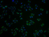 Immunofluorescence staining of Hela cells with CSB-PA884445NA01HU at 1:100, counter-stained with DAPI. The cells were fixed in 4% formaldehyde and blocked in 10% normal Goat Serum. The cells were then incubated with the antibody overnight at 4°C. The secondary antibody was Alexa Fluor 488-congugated AffiniPure Goat Anti-Rabbit IgG (H+L) .