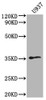 Western Blot<br />
 Positive WB detected in: U937 whole cell lysate<br />
 All lanes: OR1K1 antibody at 1:2000<br />
 Secondary<br />
 Goat polyclonal to rabbit IgG at 1/50000 dilution<br />
 Predicted band size: 35 kDa<br />
 Observed band size: 35 kDa<br />