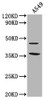 Western Blot<br />
 Positive WB detected in: A549 whole cell lysate<br />
 All lanes: OR1K1 antibody at 1:2000<br />
 Secondary<br />
 Goat polyclonal to rabbit IgG at 1/50000 dilution<br />
 Predicted band size: 35 kDa<br />
 Observed band size: 35 kDa<br />