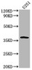 Western Blot<br />
 Positive WB detected in: U251 whole cell lysate<br />
 All lanes: OR6B3 antibody at 1:2000<br />
 Secondary<br />
 Goat polyclonal to rabbit IgG at 1/50000 dilution<br />
 Predicted band size: 38 kDa<br />
 Observed band size: 38 kDa<br />