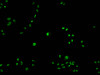 Immunofluorescence staining of Hela cells with CSB-PA017457LA01HU at 1:100, counter-stained with DAPI. The cells were fixed in 4% formaldehyde and blocked in 10% normal Goat Serum. The cells were then incubated with the antibody overnight at 4°C. The secondary antibody was Alexa Fluor 488-congugated AffiniPure Goat Anti-Rabbit IgG (H+L) .