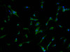 Immunofluorescence staining of U87 cells with CSB-PA28699A0Rb at 1:500, counter-stained with DAPI. The cells were fixed in 4% formaldehyde and blocked in 10% normal Goat Serum. The cells were then incubated with the antibody overnight at 4°C. The secondary antibody was Alexa Fluor 488-congugated AffiniPure Goat Anti-Rabbit IgG (H+L) .