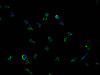 Immunofluorescence staining of SH-SY5Y cells with CSB-PA896527LA01HU at 1:100, counter-stained with DAPI. The cells were fixed in 4% formaldehyde and blocked in 10% normal Goat Serum. The cells were then incubated with the antibody overnight at 4°C. The secondary antibody was Alexa Fluor 488-congugated AffiniPure Goat Anti-Rabbit IgG (H+L) .