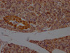 IHC image of CSB-PA017627LA11HU diluted at 1:200 and staining in paraffin-embedded human pancreatic tissue performed on a Leica BondTM system. After dewaxing and hydration, antigen retrieval was mediated by high pressure in a citrate buffer (pH 6.0) . Section was blocked with 10% normal goat serum 30min at RT. Then primary antibody (1% BSA) was incubated at 4°C overnight. The primary is detected by a Goat anti-rabbit polymer IgG labeled by HRP and visualized using 0.05% DAB.